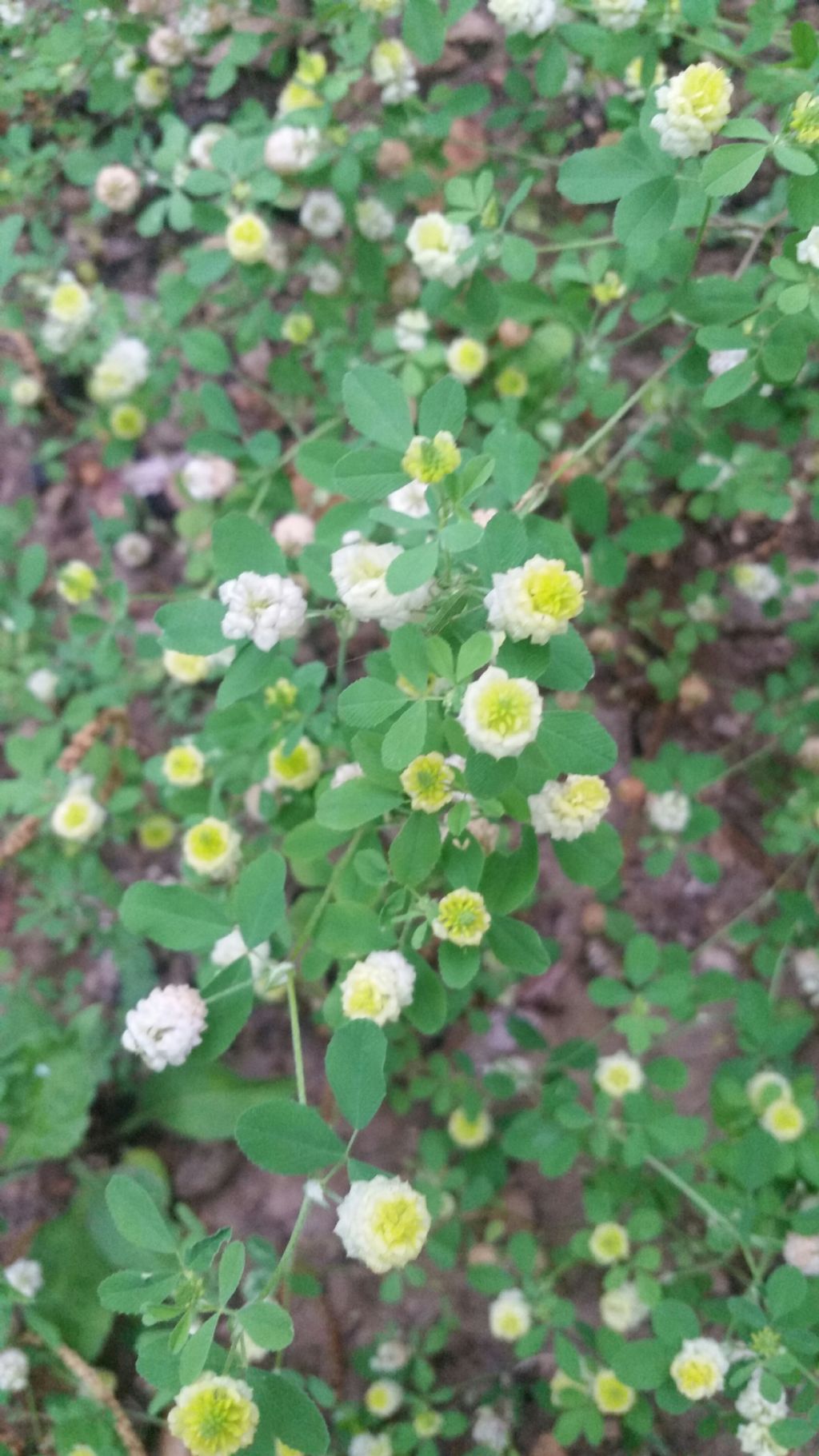 Fiori molto piccoli: Trifolium campestre (Fabaceae)